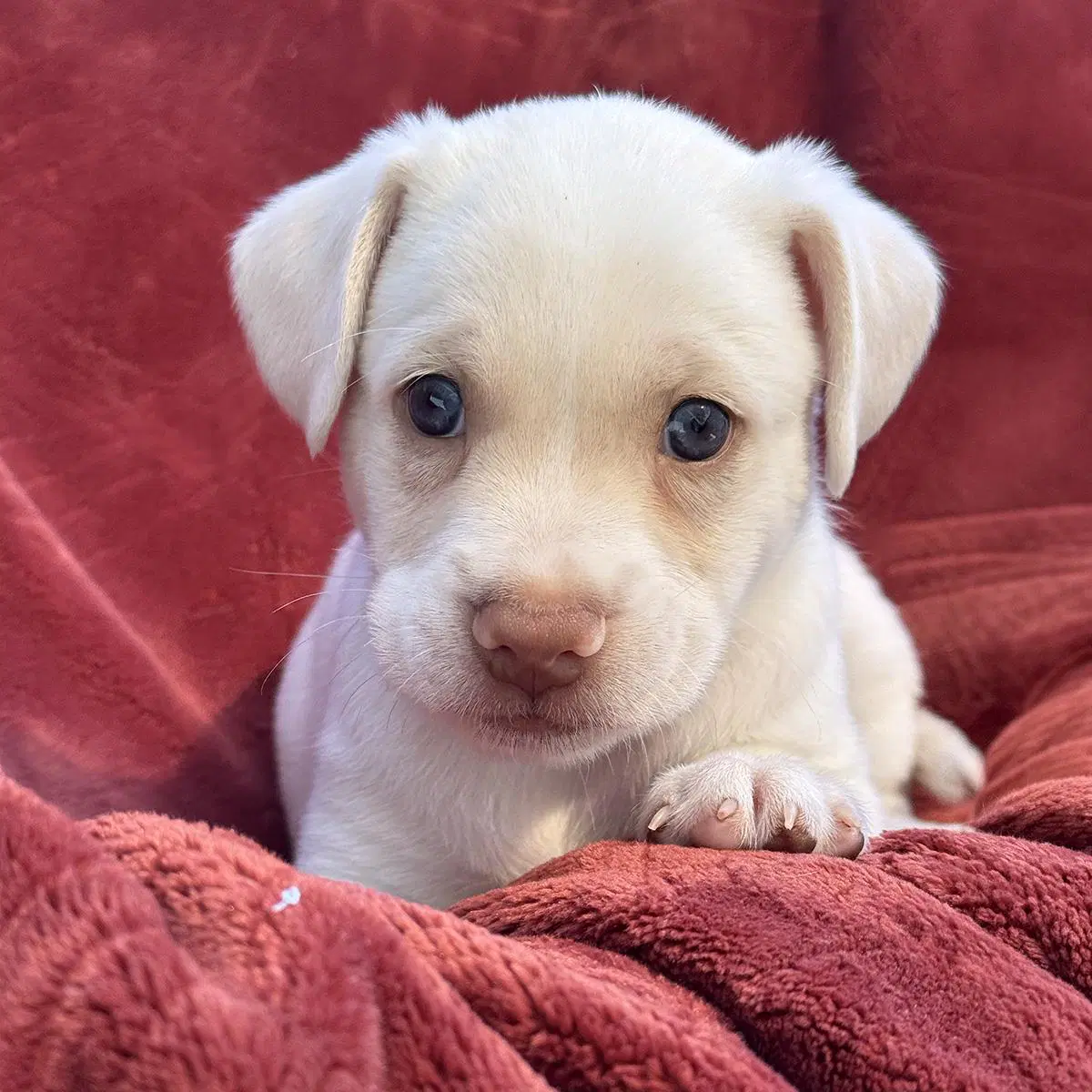 Phoenix Pup - Pima image 2