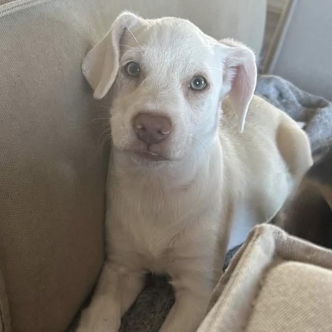 Phoenix Pup - Pima