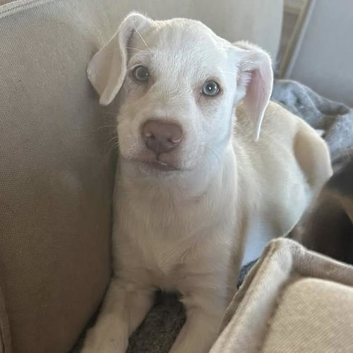 Phoenix Pup - Pima, Chihuahua / Terrier / Mixed