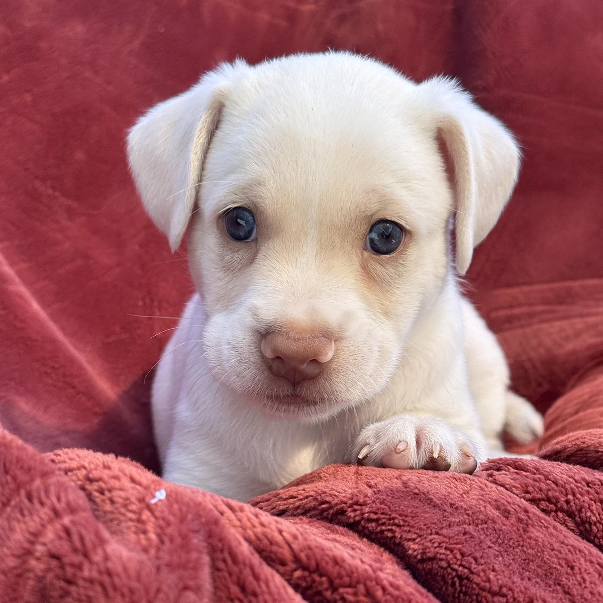 Phoenix Pup - Pima, photo 2