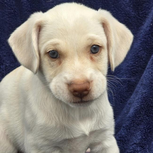 Phoenix Pup - Pima, photo 3