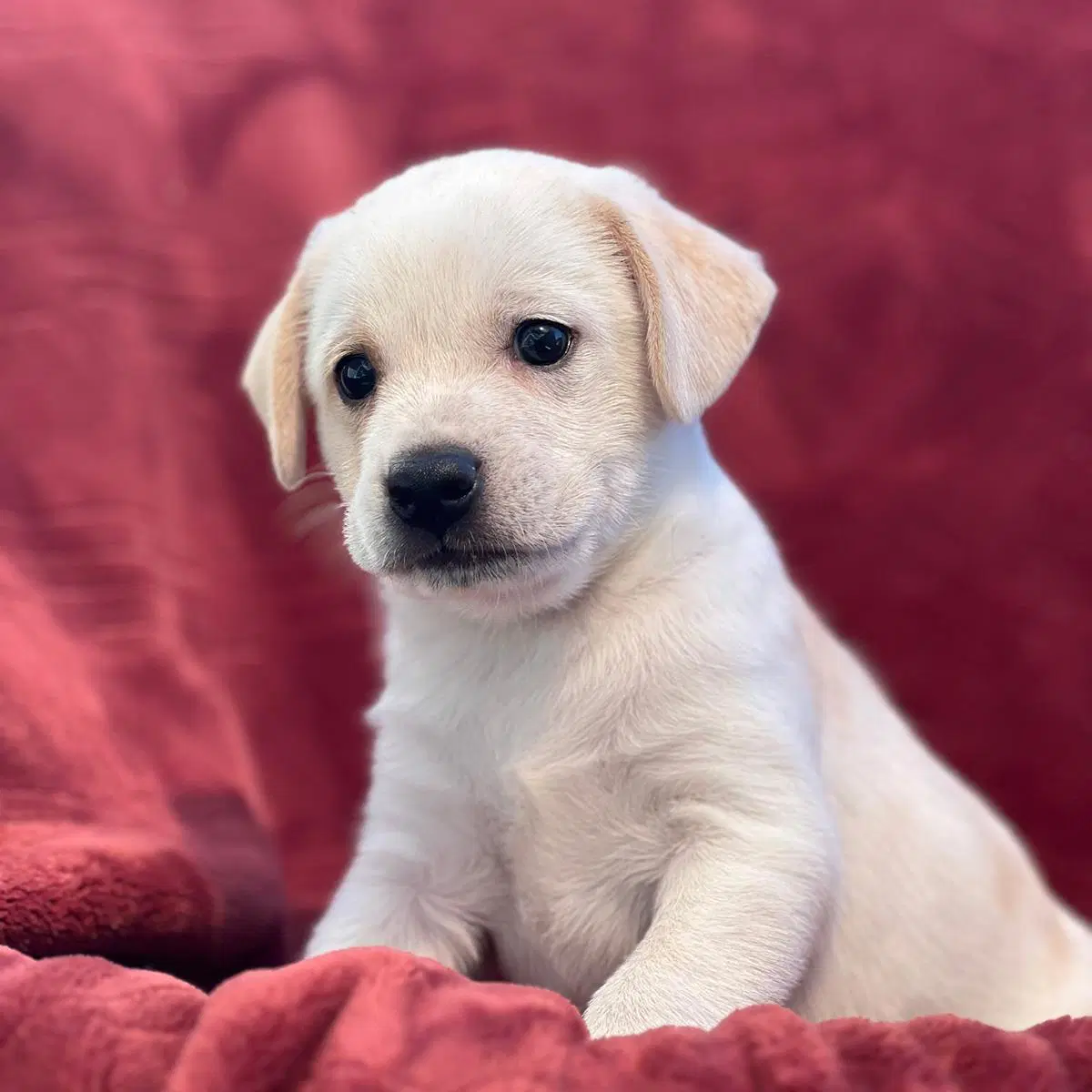 Phoenix Pup - Suns - Rat Terrier