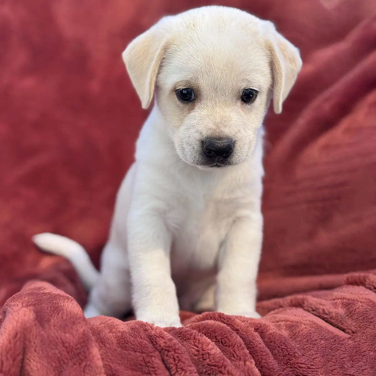 Phoenix Pup - Suns image 2