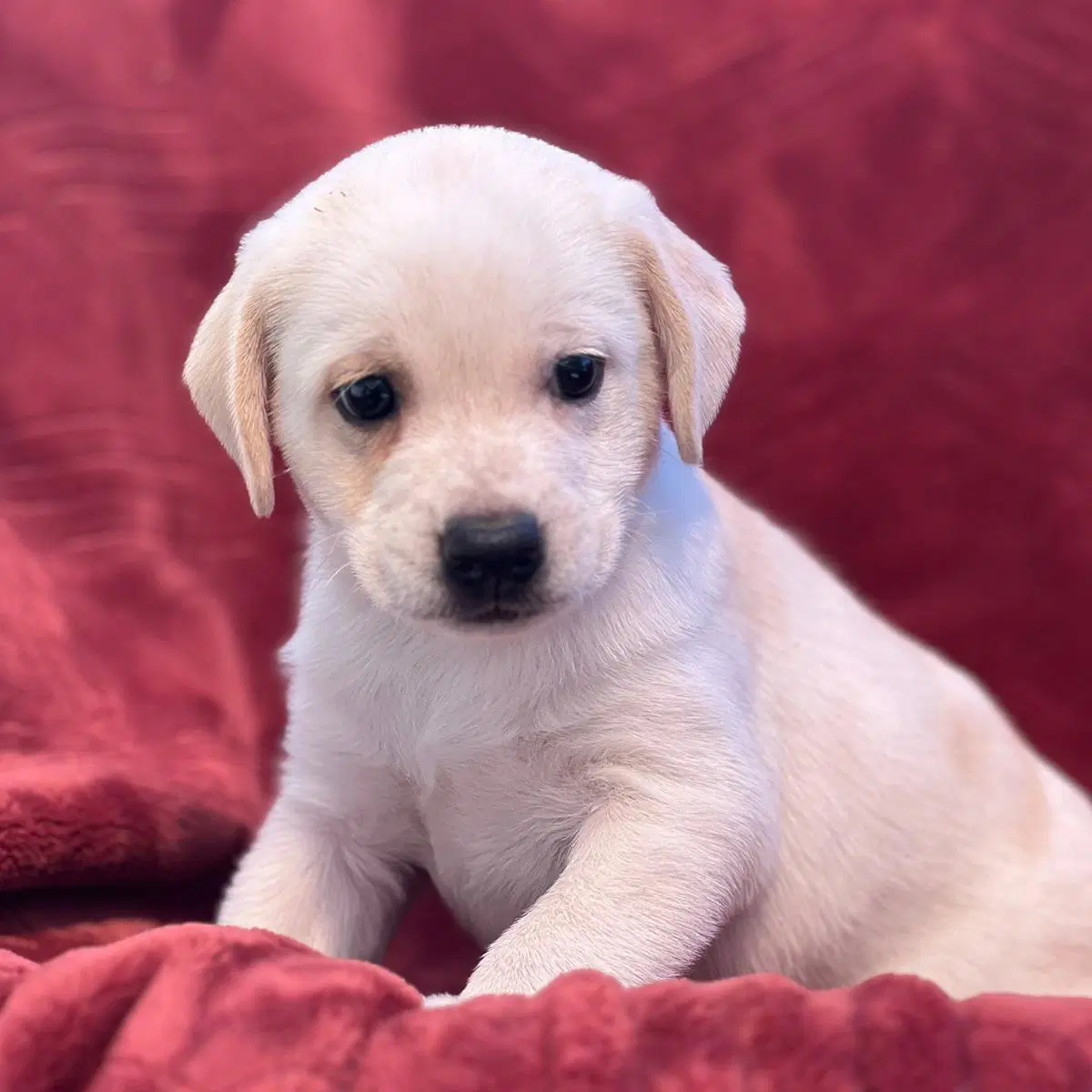 Phoenix Pup - Suns image 3