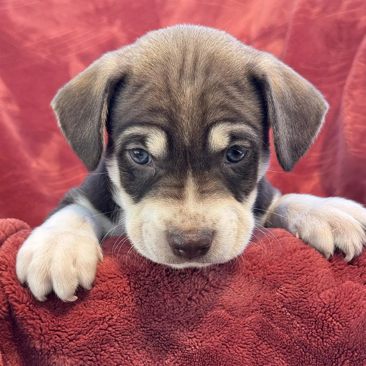 Phoenix Pup - Cardinals image 2