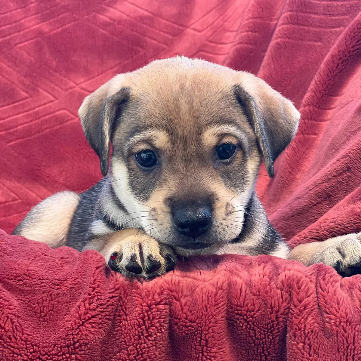 Phoenix Pup - Pinal - Rat Terrier