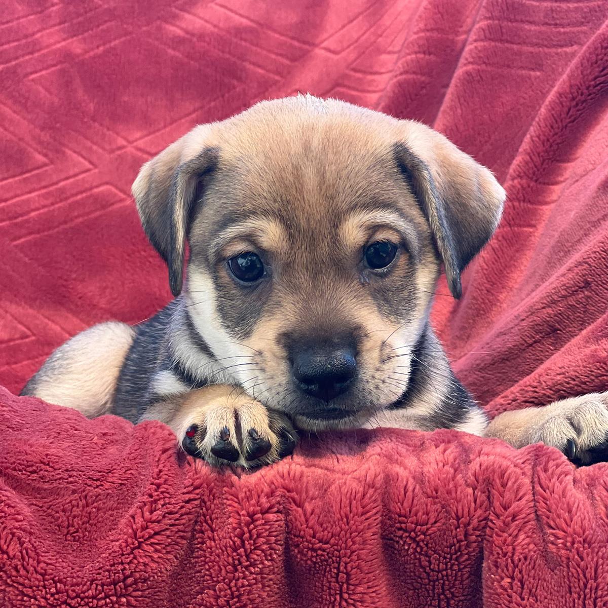 Phoenix Pup - Pinal