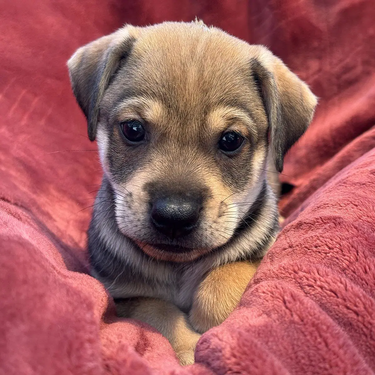 Phoenix Pup - Pinal image 2