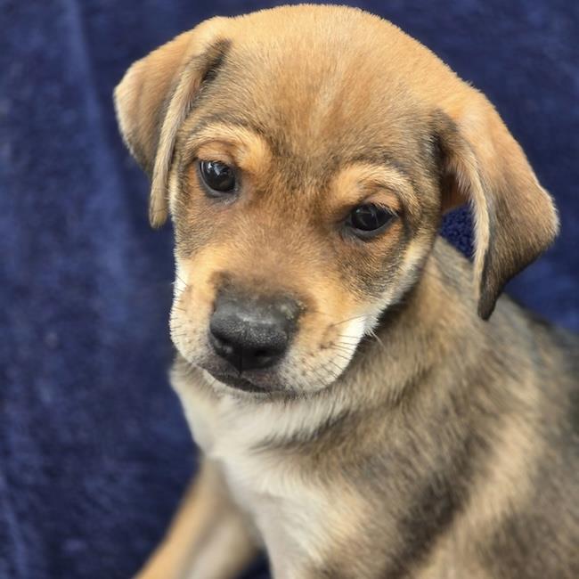 Phoenix Pup - Pinal