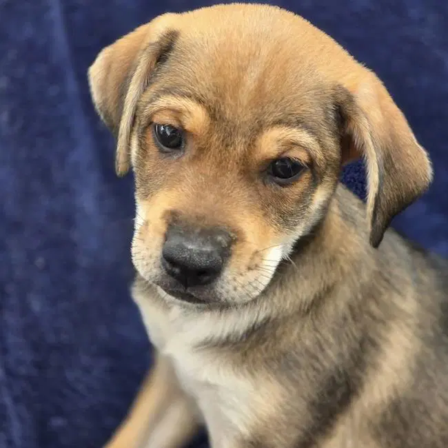Phoenix Pup - Pinal - Chihuahua