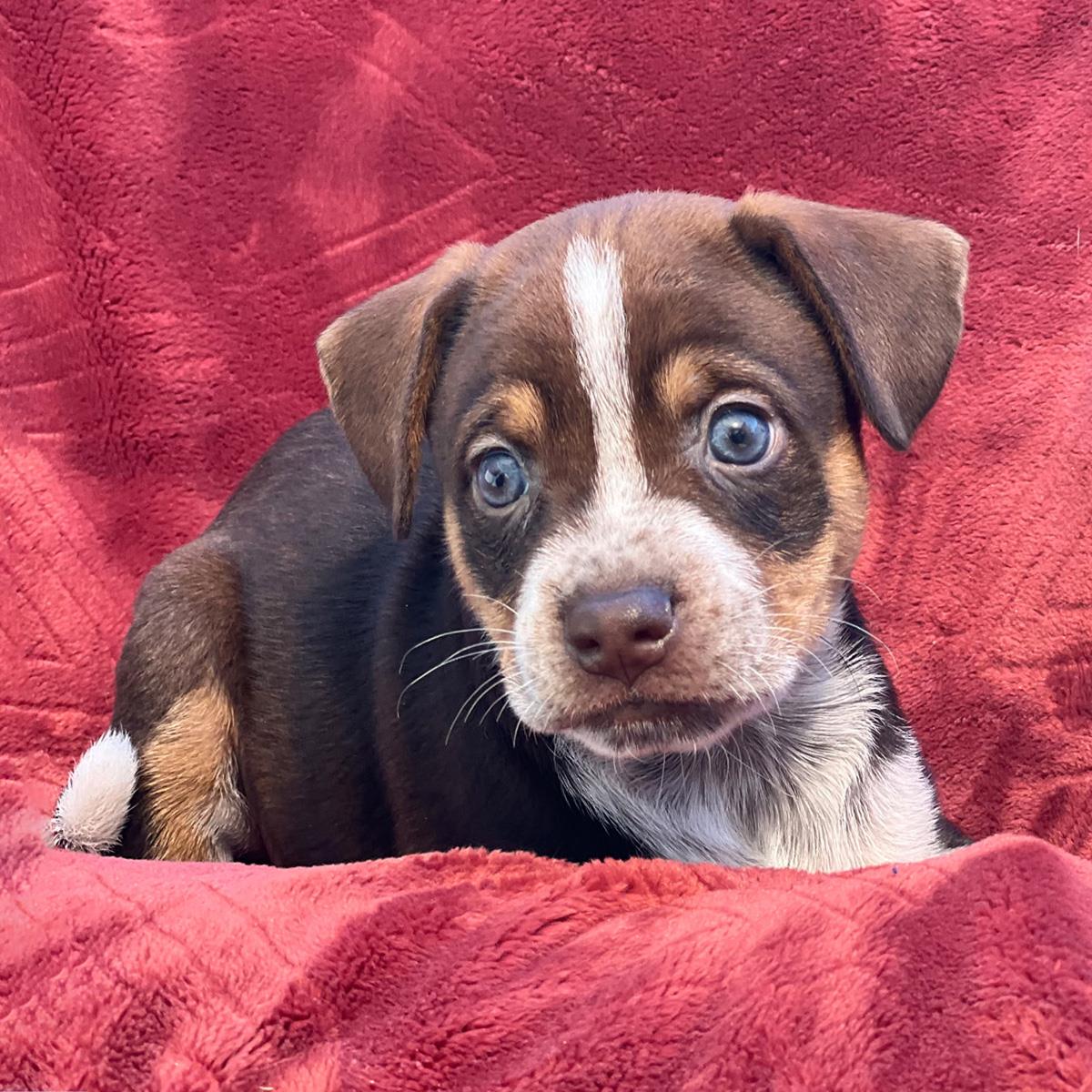 Phoenix Pup - Maricopa