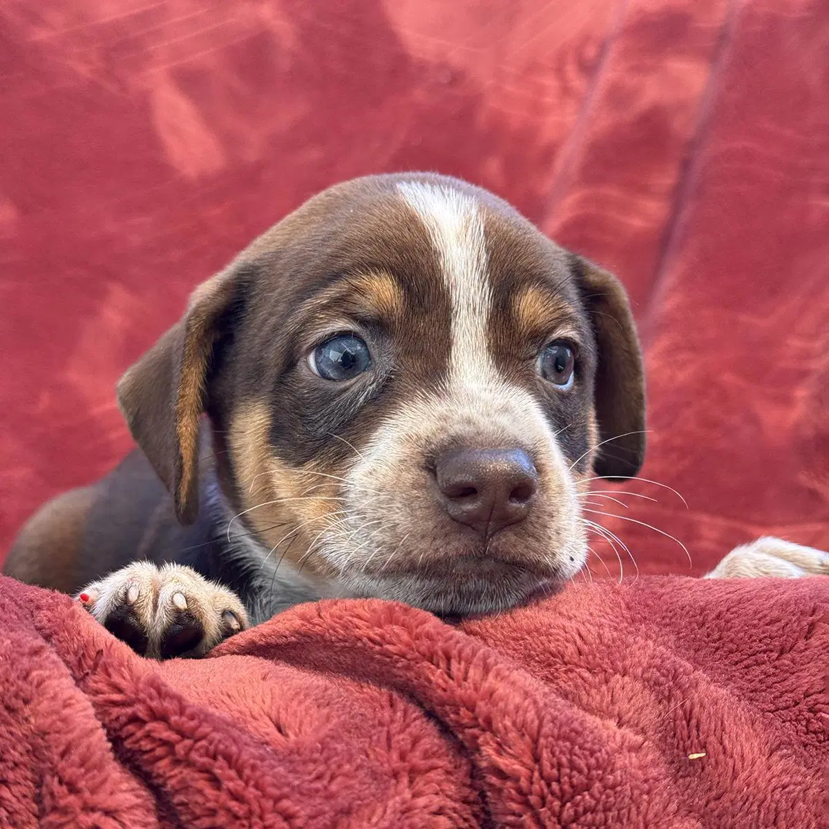 Phoenix Pup - Maricopa image 2