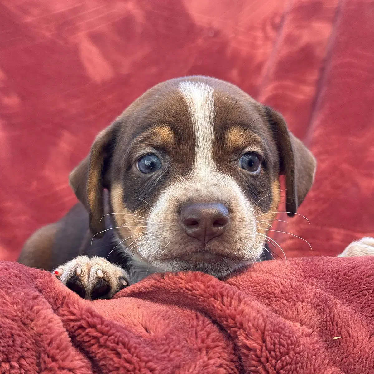 Phoenix Pup - Maricopa image 3