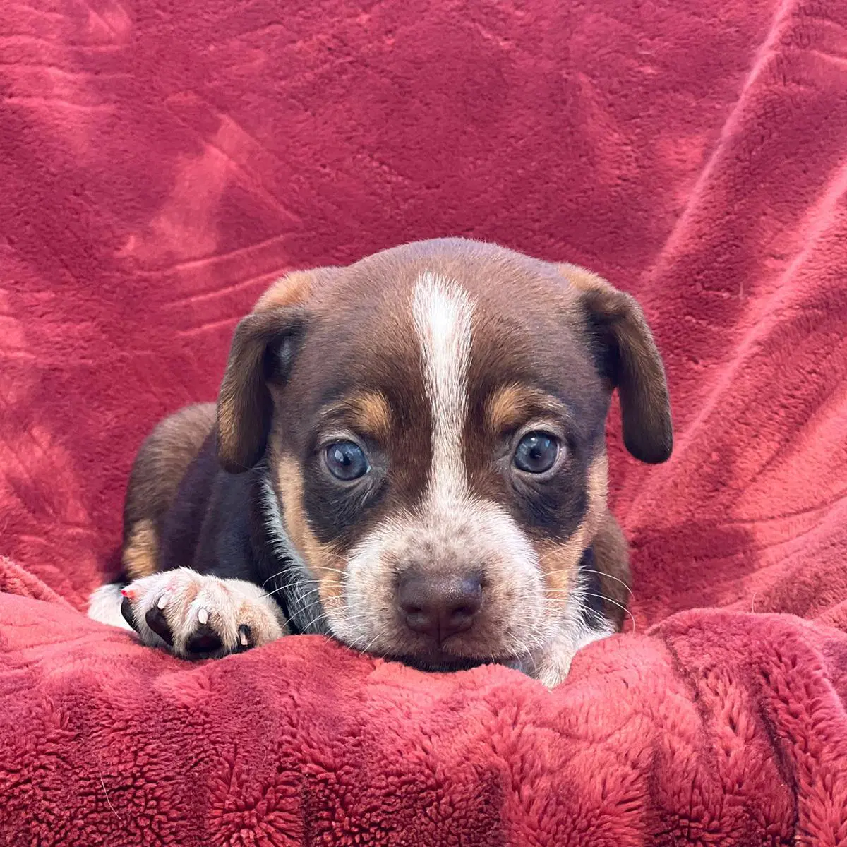 Phoenix Pup - Maricopa image 4