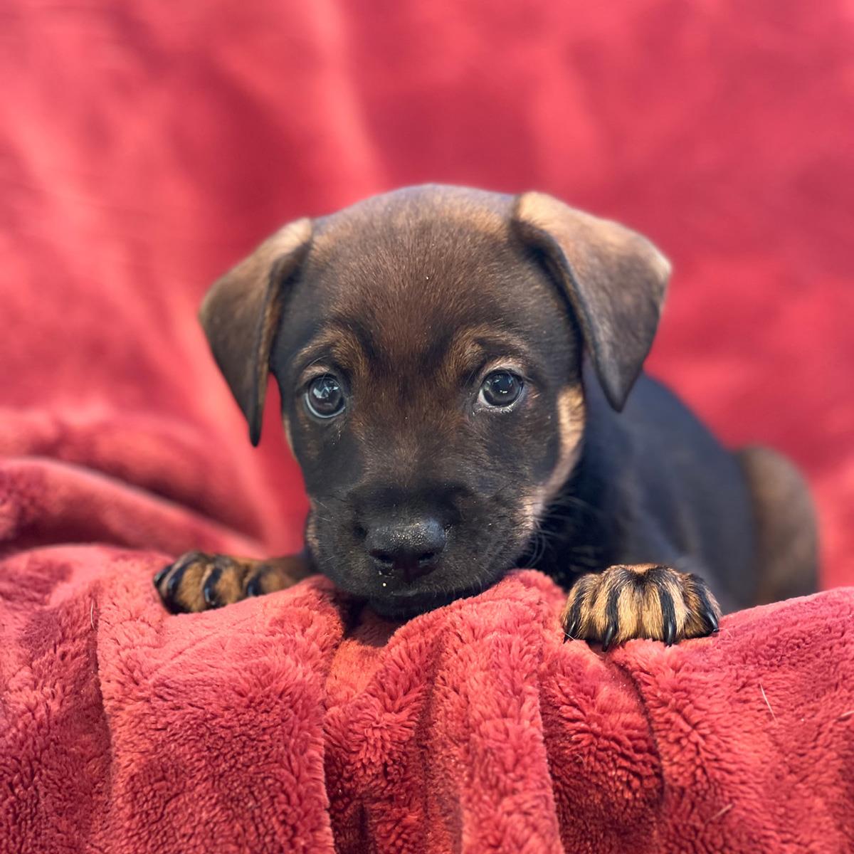 Phoenix Pup - Mercury