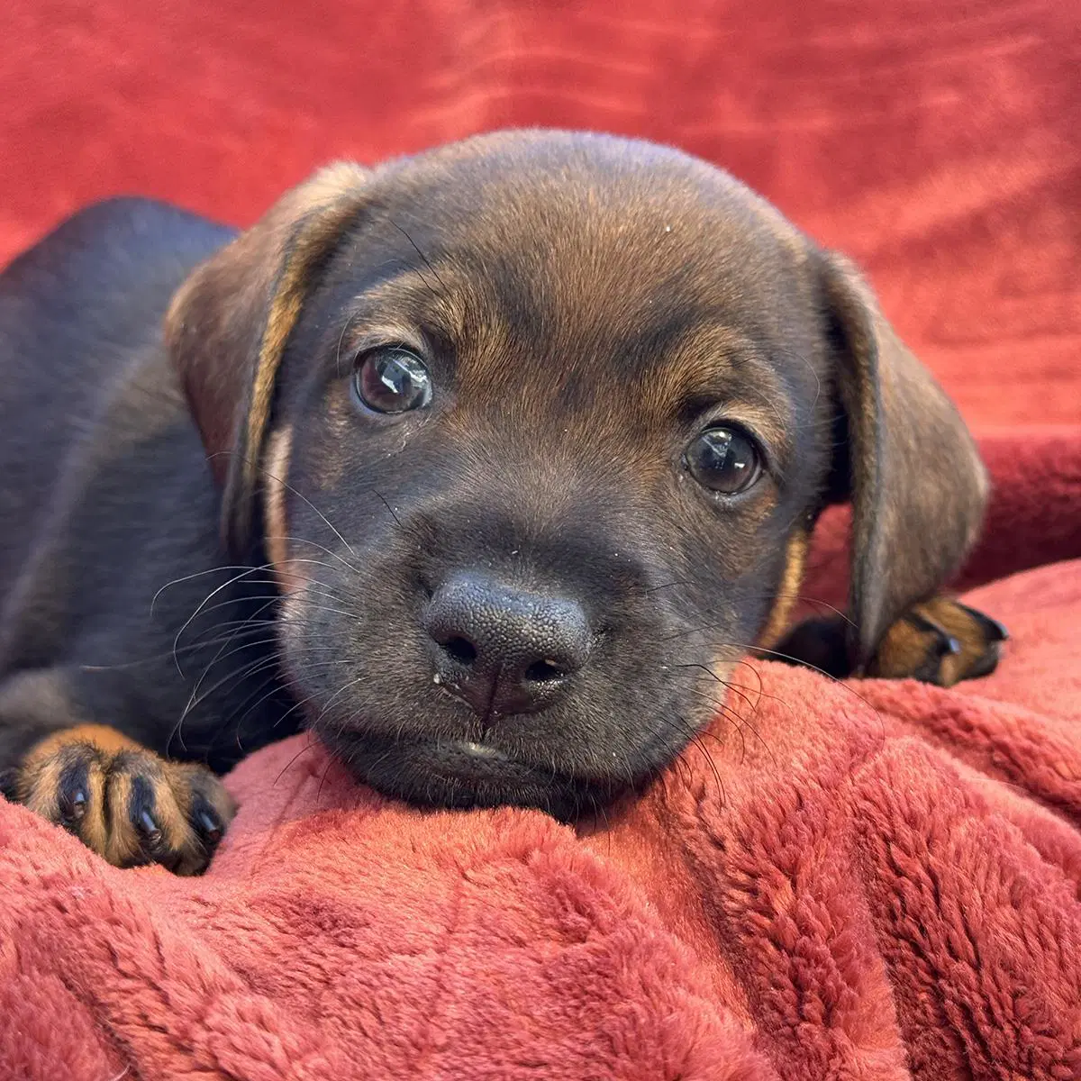 Phoenix Pup - Mercury image 2