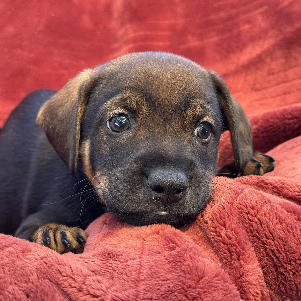 Phoenix Pup - Mercury image 3