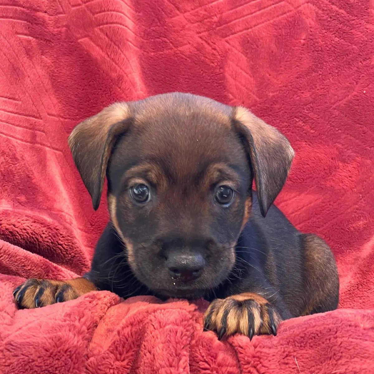 Phoenix Pup - Mercury image 4