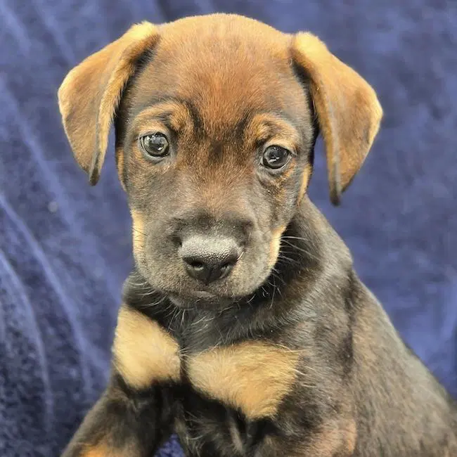 Phoenix Pup - Mercury - Chihuahua