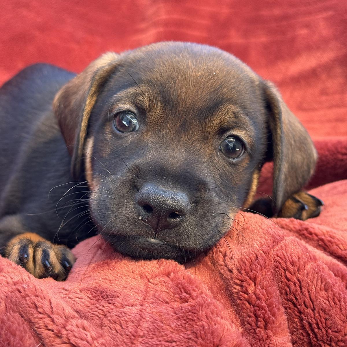 Phoenix Pup - Mercury, photo 3