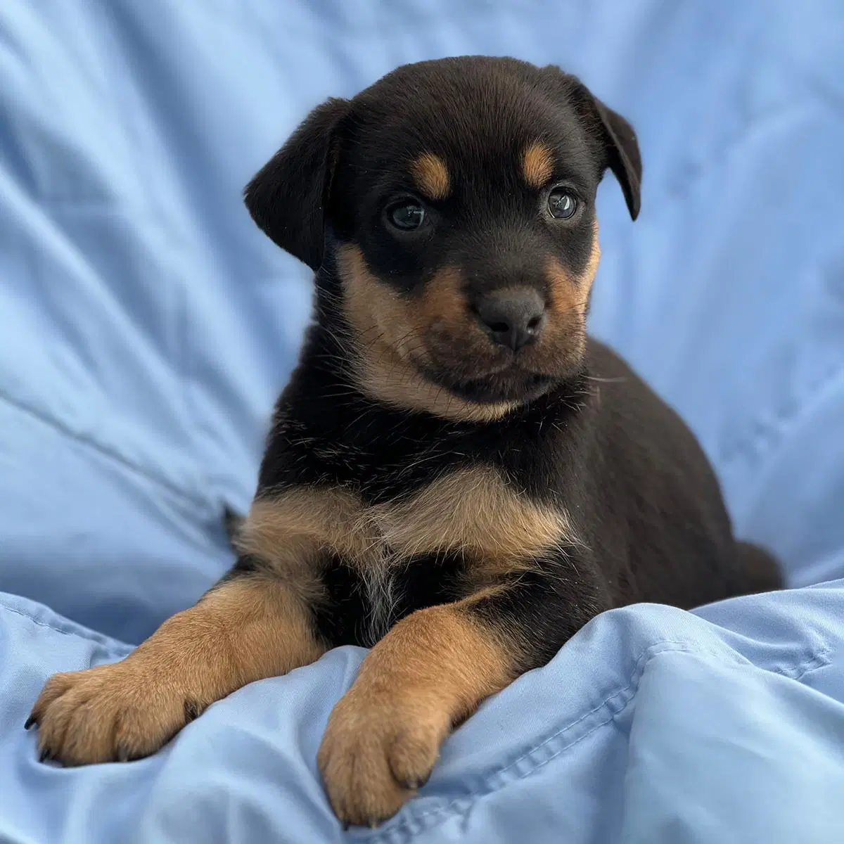 Eureka Pup - Taggart - Wirehaired Fox Terrier