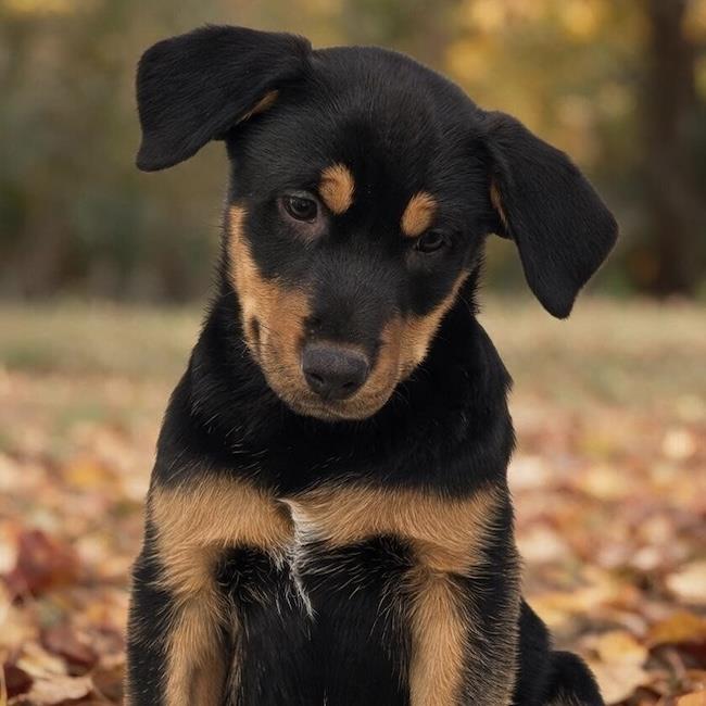 Eureka Pup - Taggart