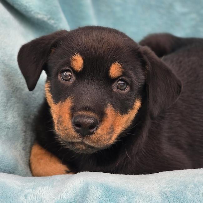 Eureka Pup - Taggart, photo 3