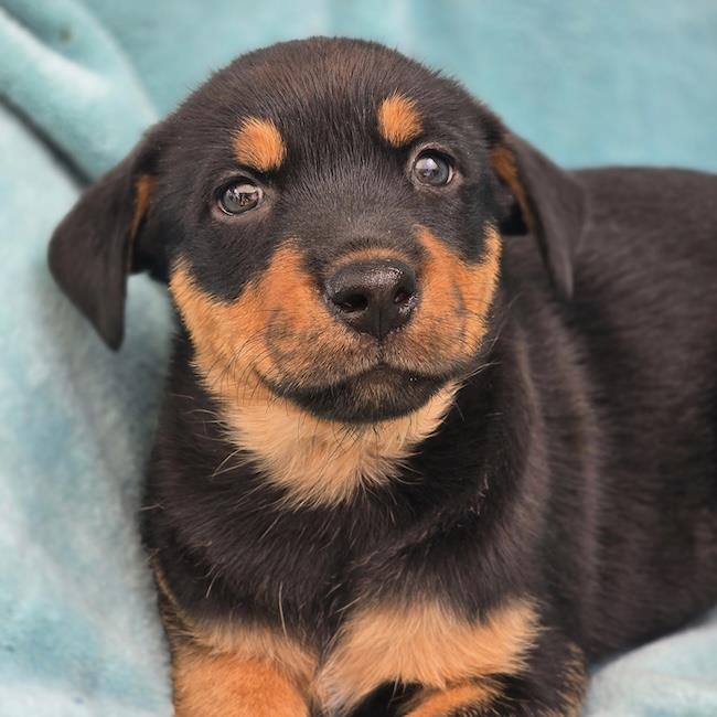 Eureka Pup - Taggart, photo 4
