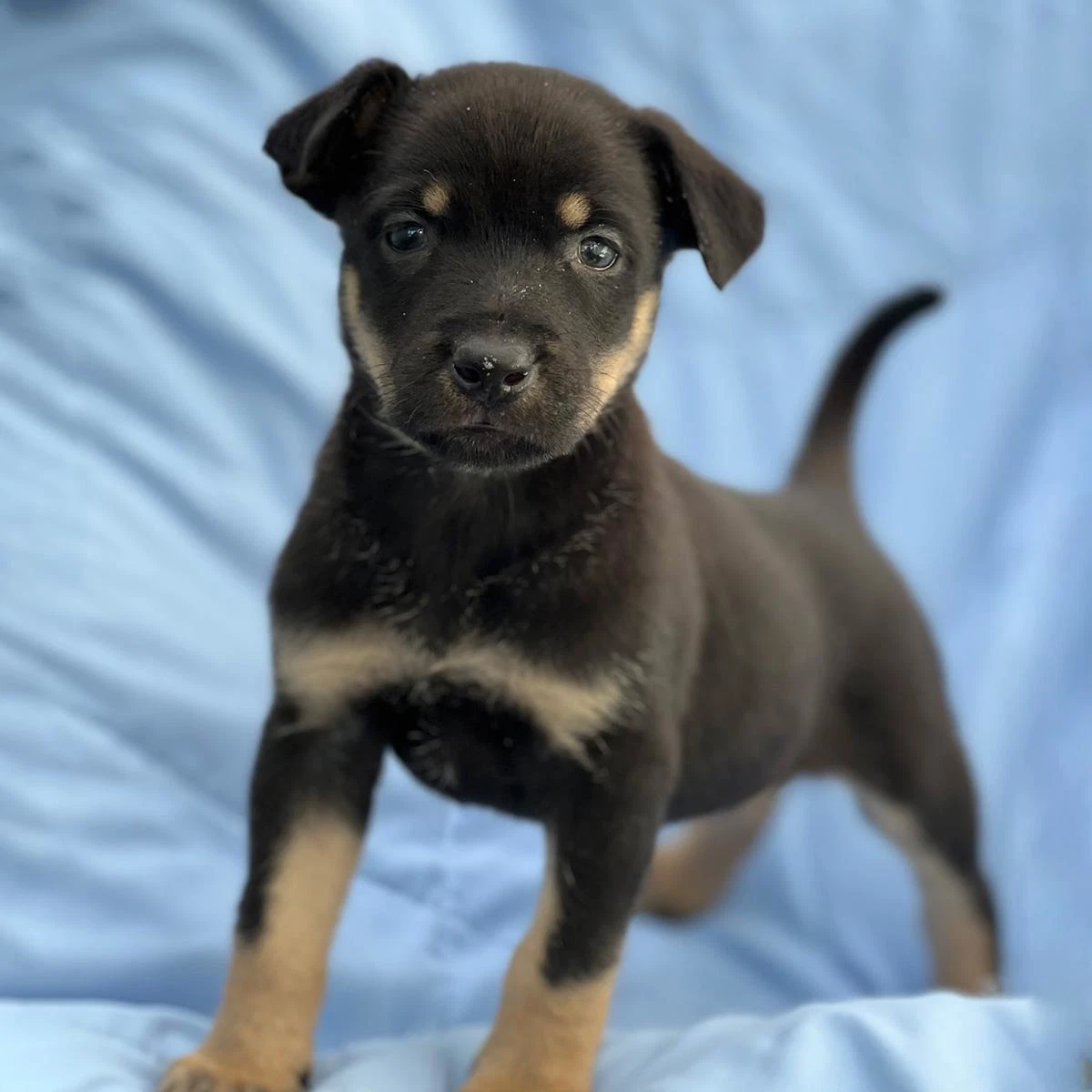 Eureka Pup - Donovan