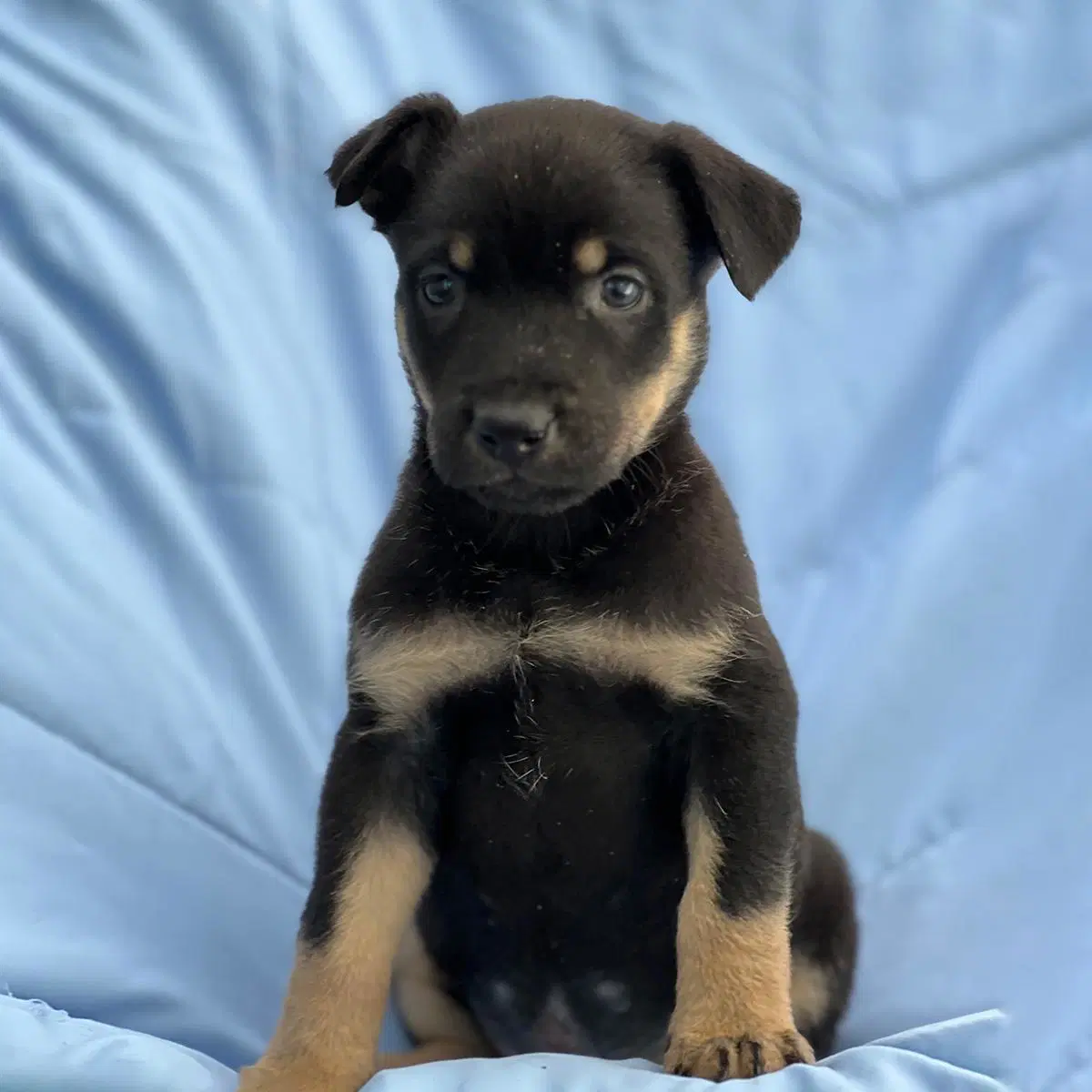 Eureka Pup - Donovan image 2