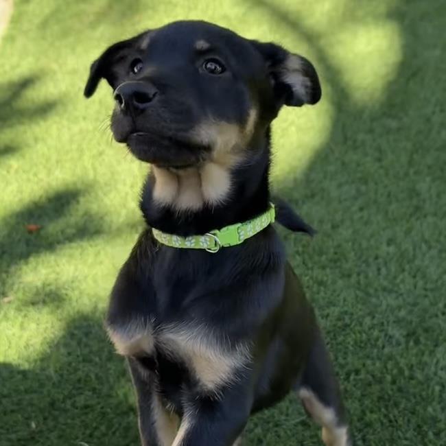 Eureka Pup - Donovan, photo 3