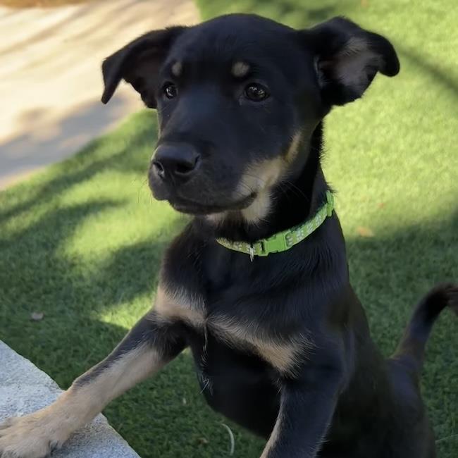 Eureka Pup - Donovan, photo 4