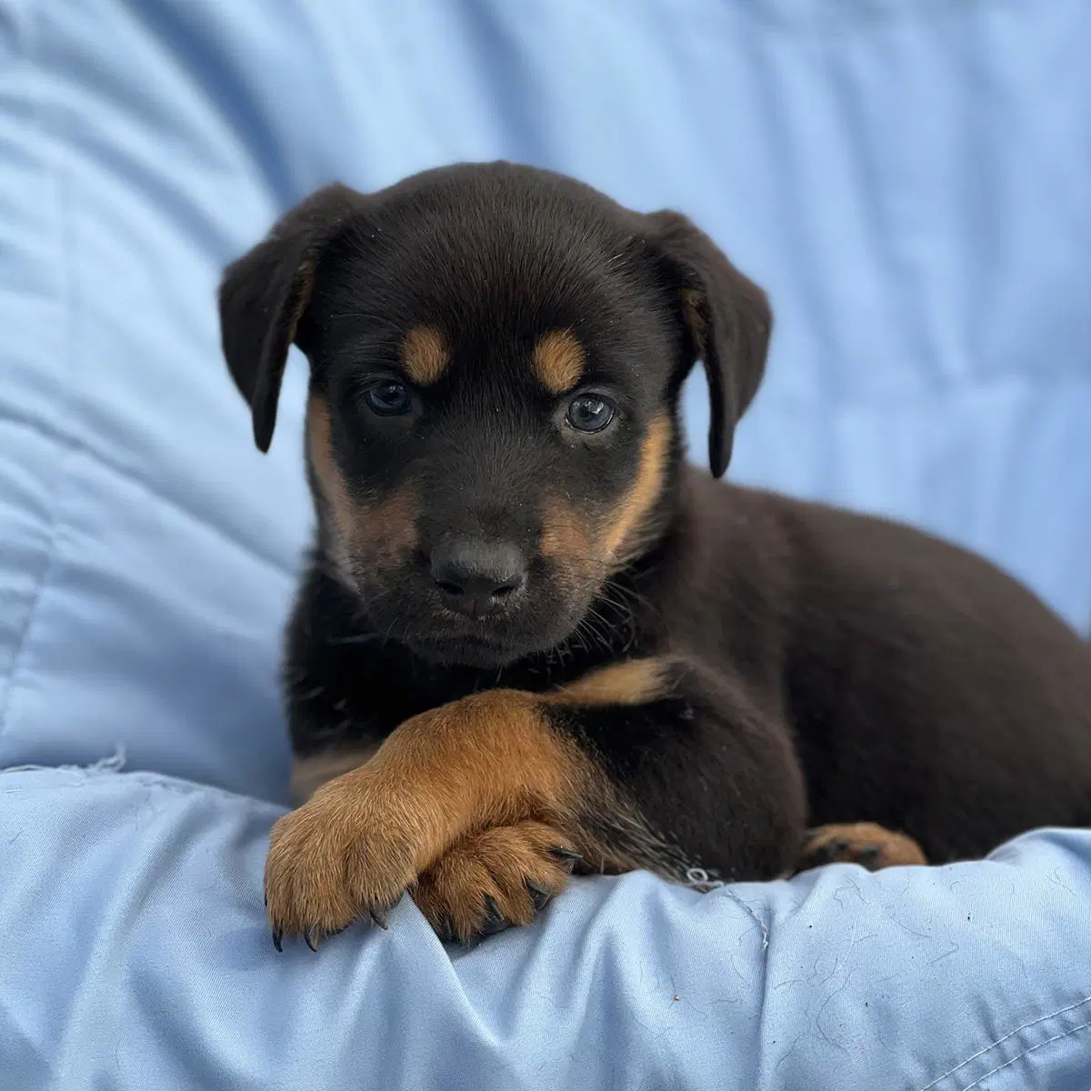 Eureka Pup - Jo Lupo image 2