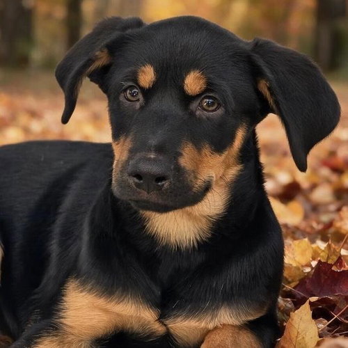 Eureka Pup - Jo Lupo, Wirehaired Fox Terrier / Shepherd / Mixed