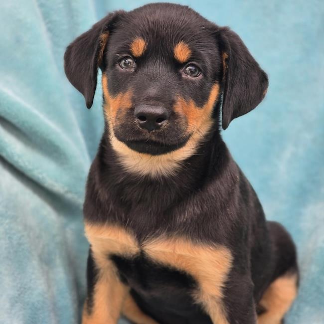 Eureka Pup - Jo Lupo, photo 4