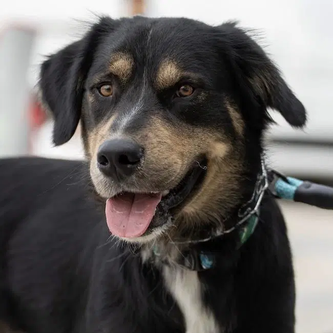 Trev - Labrador Retriever