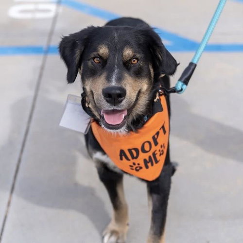 Trev, Labrador Retriever / Shepherd / Mixed
