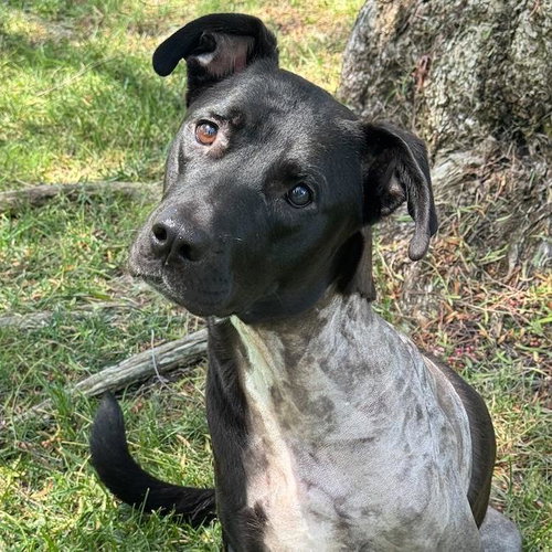 Justice (Medical) - Adoption Pending, Labrador Retriever / Terrier / Mixed