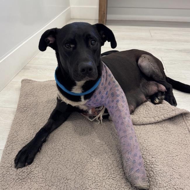 Justice (Medical) - Adoption Pending, photo 2