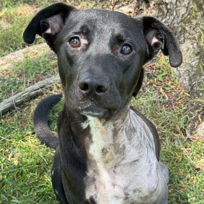 Justice (Medical) - Adoption Pending, photo 3
