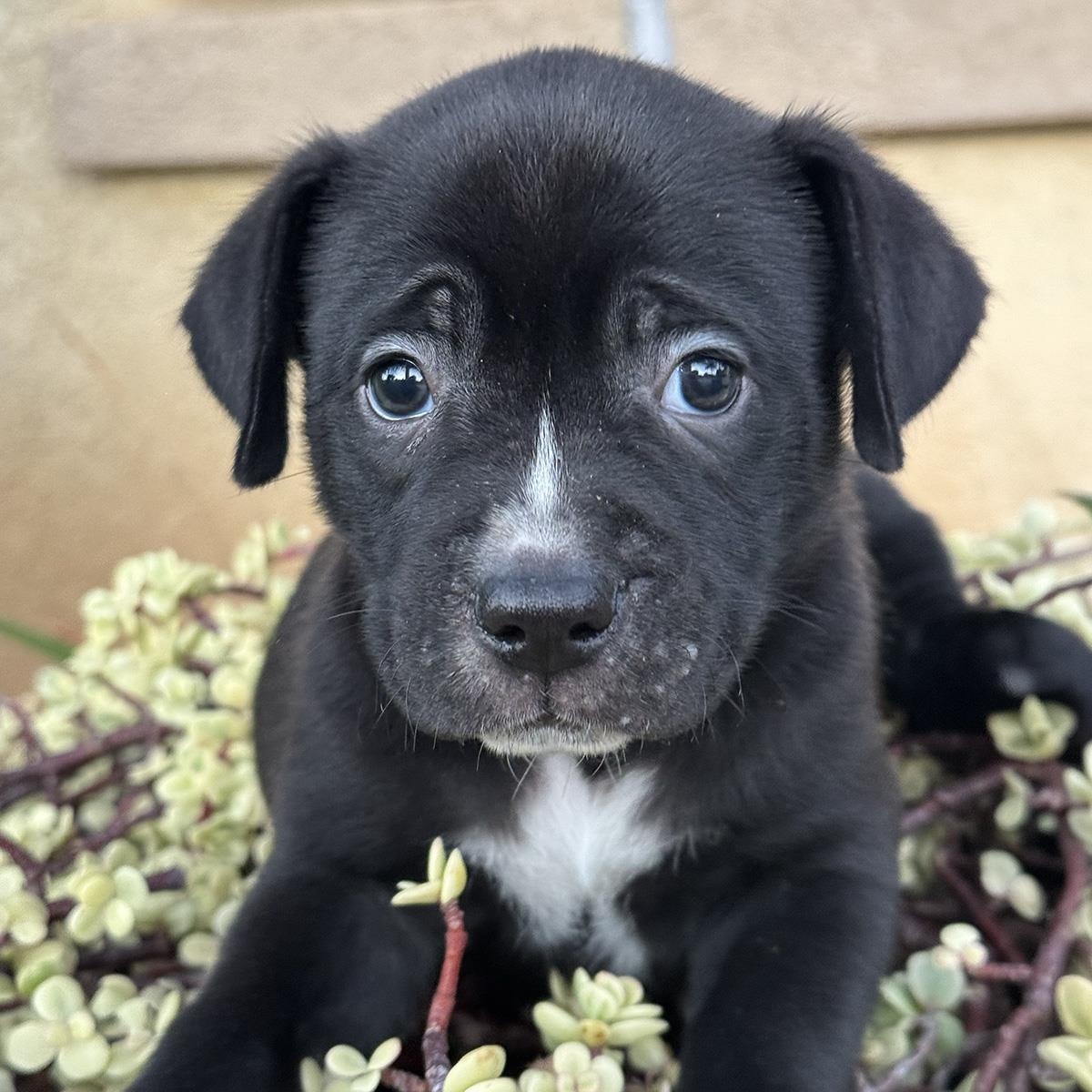 Justice Pup - Witness, Labrador Retriever