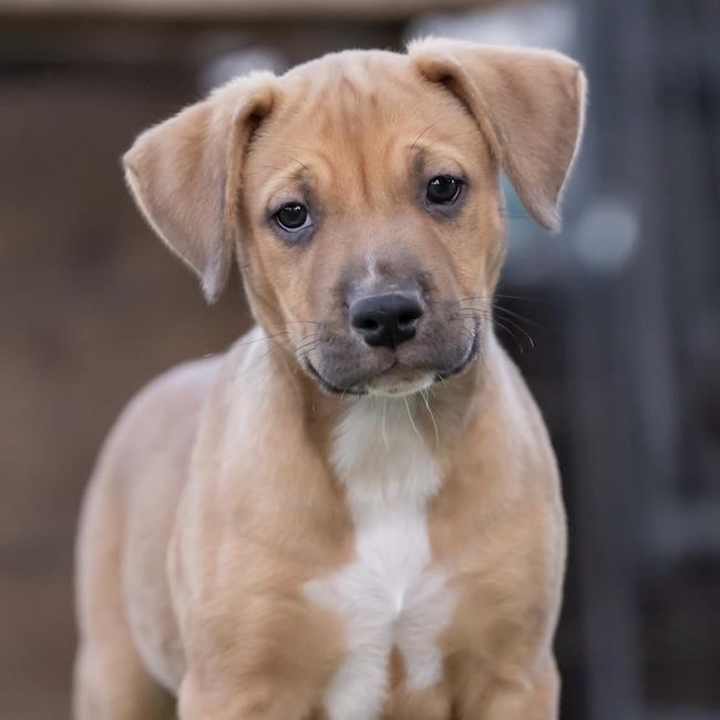 Justice Pup - Writ