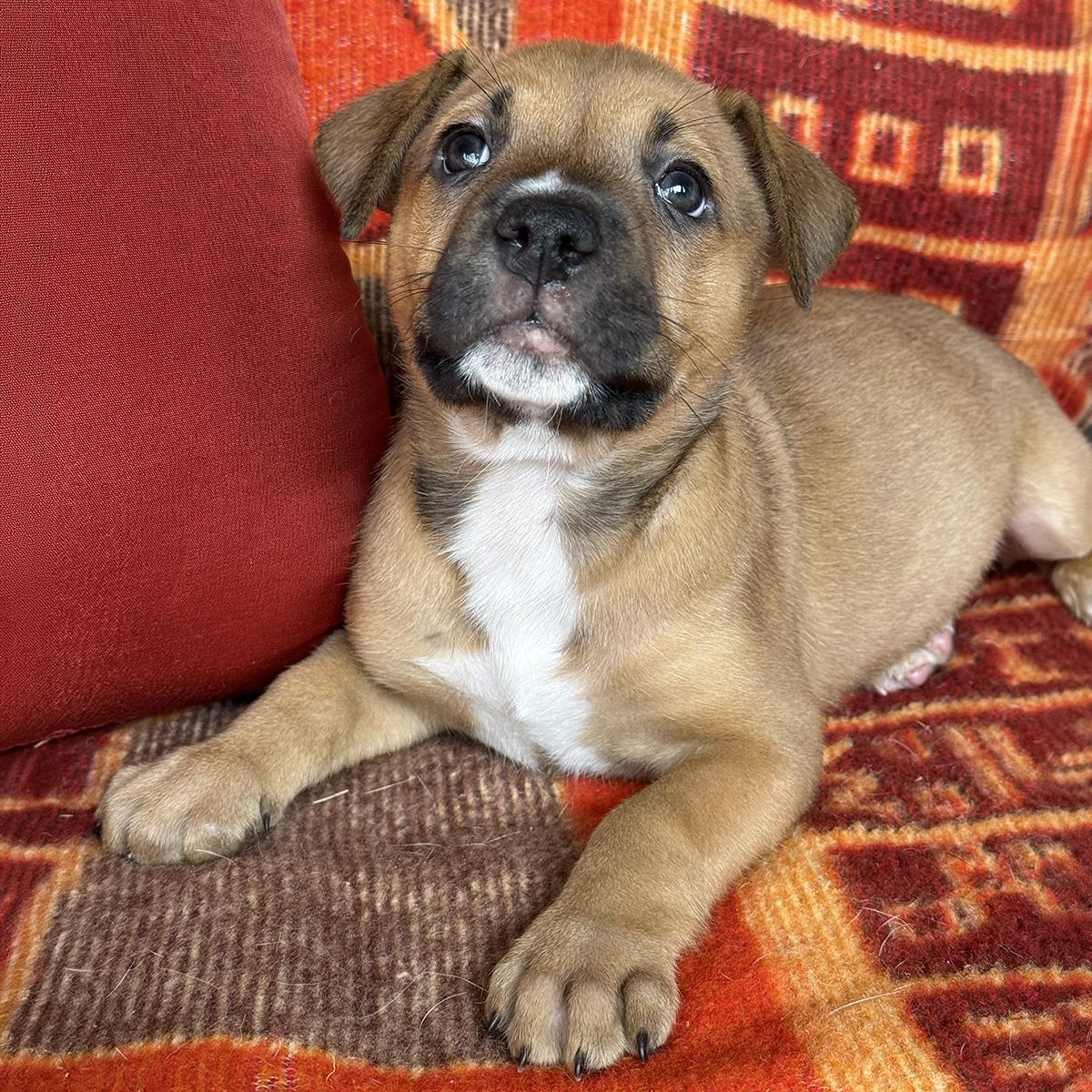 Justice Pup - Writ, photo 3