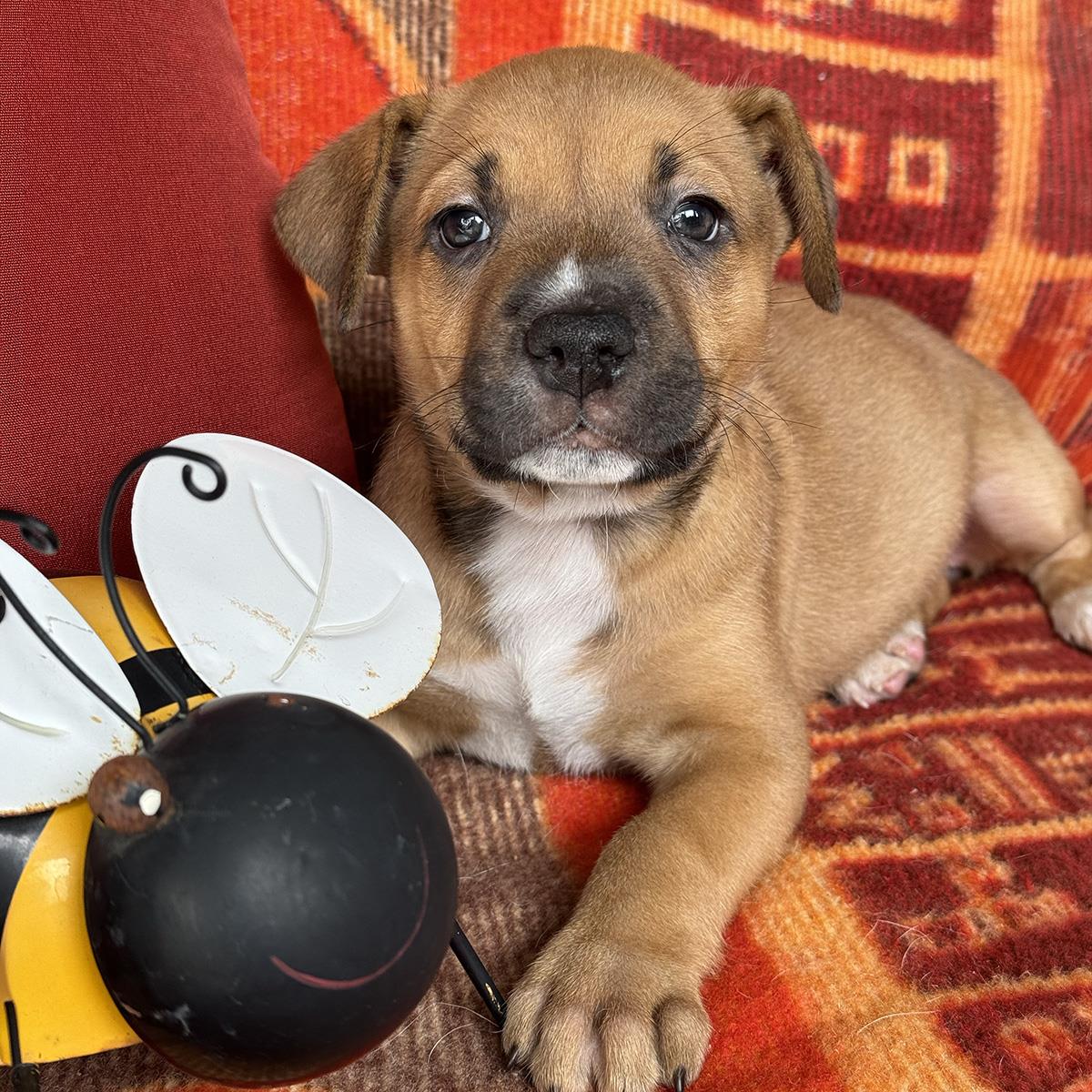 Justice Pup - Writ, photo 4