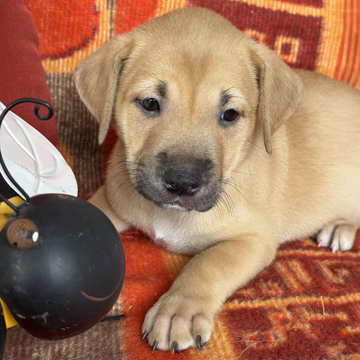 Justice Pup - Bench, Labrador Retriever