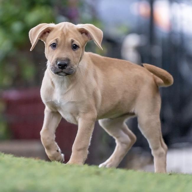 Justice Pup - Bench - Adopted!