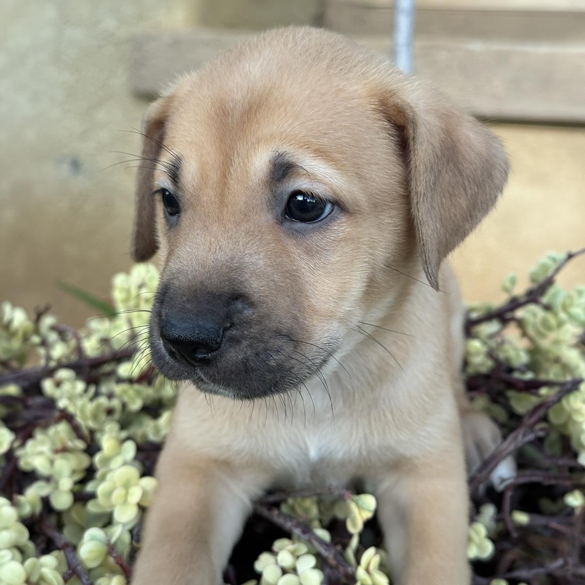 Justice Pup - Bench - Adopted!, photo 2