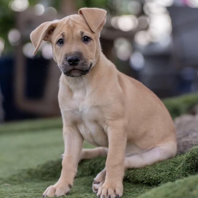 Justice Pup - Bench - Adopted!, photo 4