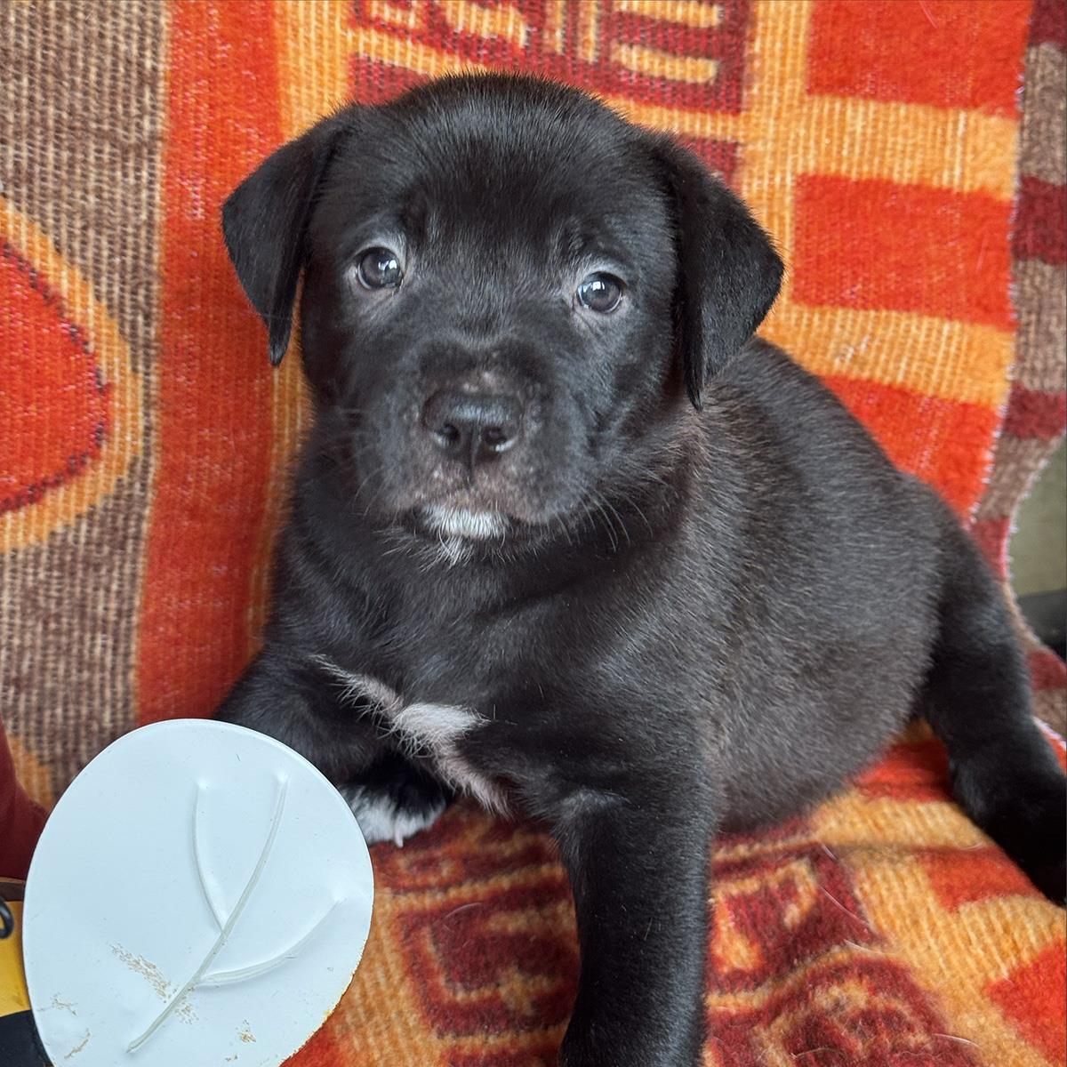 Justice Pup - Jury, Labrador Retriever