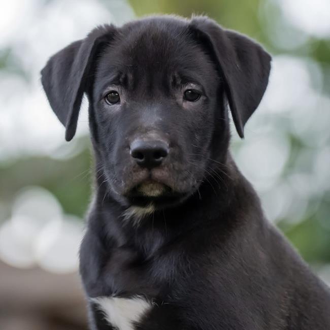 Justice Pup - Jury